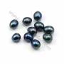 Perle de culture d'eau douce, bleu foncé, irrégulière,  9-10mm x 10pcs