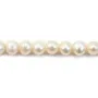Perles d'eau Douce Blanc 7-8mm X15pcs