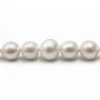 Perle d'eau douce blanche, de forme ronde, et de taille 13-16mm x 40cm