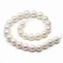 Perle d'eau douce blanche, de forme ronde, et de taille 13-16mm x 40cm