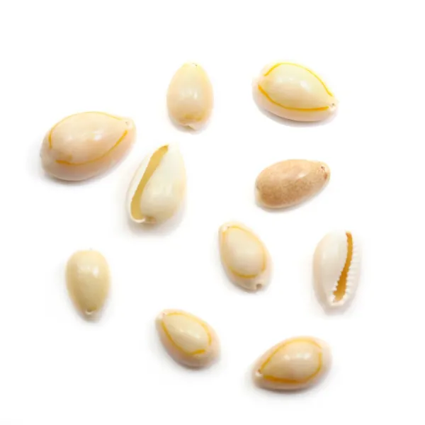 Coquillage cauri naturelle x 10pcs