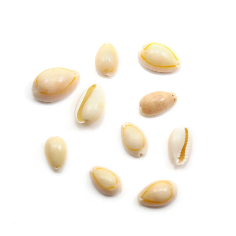 Coquillage cauri naturelle x 10pcs
