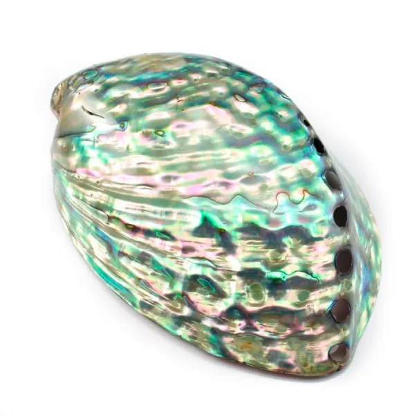 Concha de madrepérola abalone