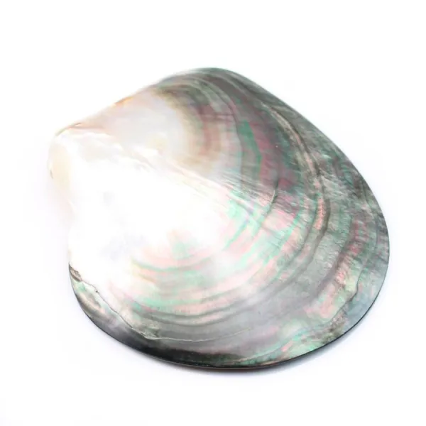 Shell Black pearl mother-of-pearl