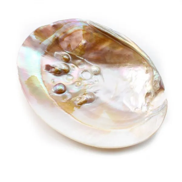 Shell with pearls included