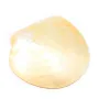 Nacre jaune