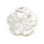 Natural shell ''Flower'' in a bag 15mm x 1pc