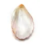 Nacre rose x 1pc