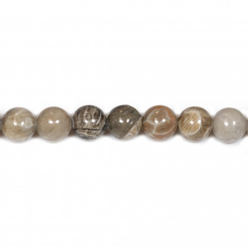 Corail fossilisé rond 10mm x 6pcs