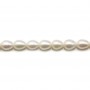 White round freshwater pearls 7mm x 5pcs