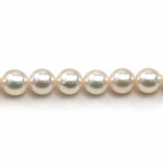 White japonais  AKOYA pearl  culture round 7-8mm x 40cm
