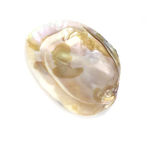 Natural shell, without pearls x 1pc