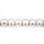 White round freshwater pearls on thread 11-12mm x 40cm