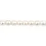 Perle de culture d'eau douce, blanche, olive, 4.5-5mm x 36cm