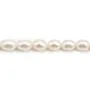 Perle de culture d'eau douce, blanche, olive, 6-7mm x 38cm