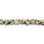Jaspe Dalmatien étoile 6mm x 37cm