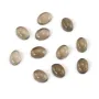 Quartz Fumê Cabochão 6x8mm | Atacadista de Pedras para Joias