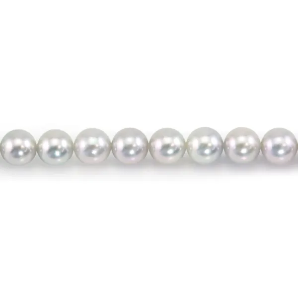 Japanese silver AKOYA cultured pearls, round, 8-8.5mm x 40cm AA+