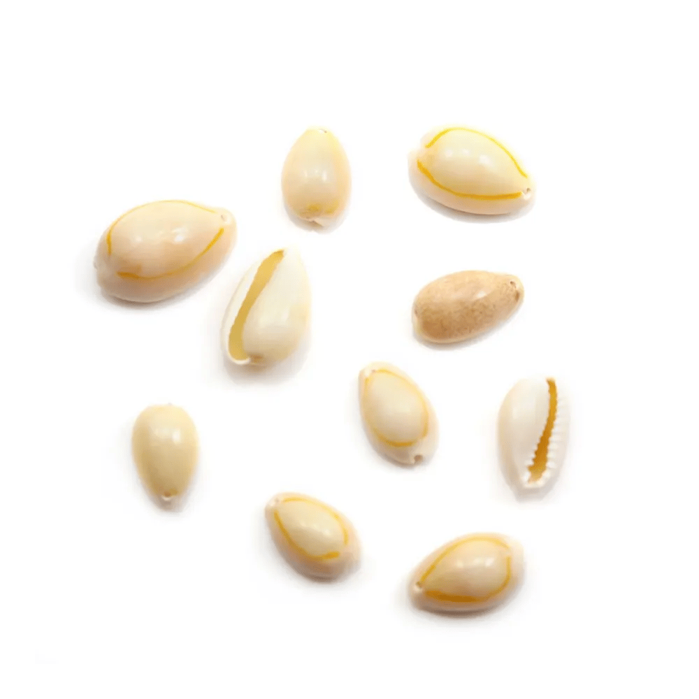 Coquillage cauri naturelle x 10pcs