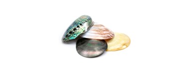 Conchas naturais - Conchas decorativas | Deco & Ornamento