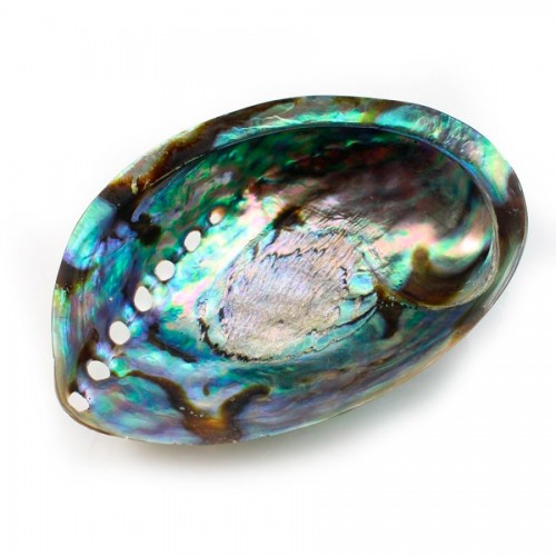 abalone shell