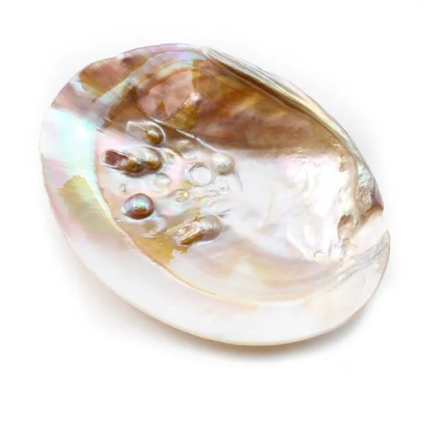 Coquillage avec perles incluses
