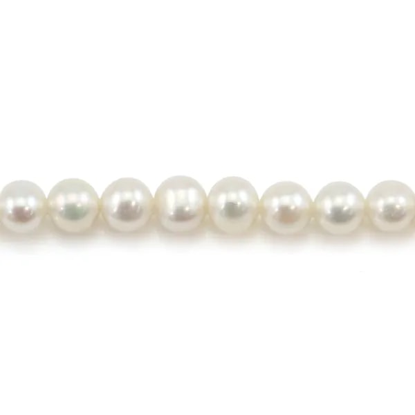 Perle coltivate d'acqua dolce, bianche, rotonde, 6.5mm AK x 36cm