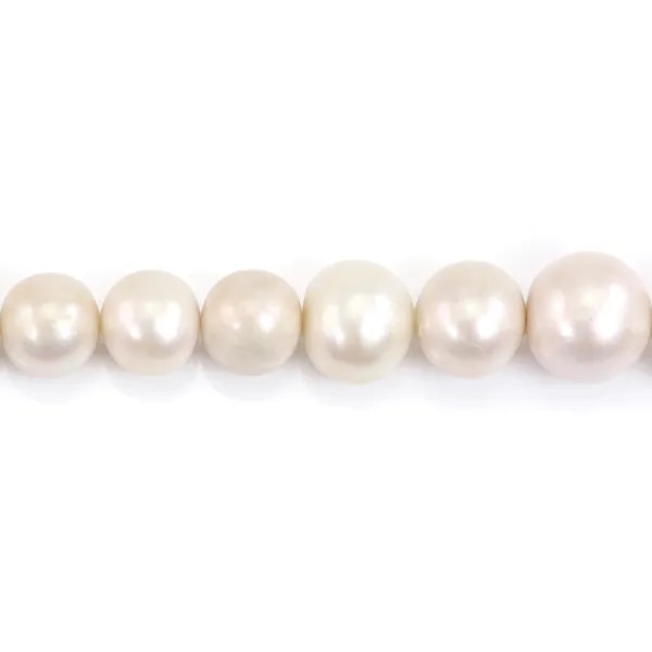 Freshwater cultured pearls, white, semi-round, 11-16mm x 40cm