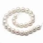 Perle d'eau douce blanche, de forme ronde, et de taille 13-16mm x 40cm