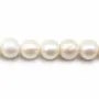 white round freshwater pearl  12-14mm  AAA x 40cm