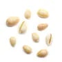 Coquillage cauri naturelle x 10pcs