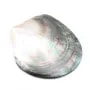 Mother-of-pearl