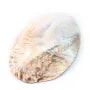 Coquillage avec perles incluses