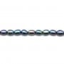 Perles de culture d'eau douce, bleu violacé, olive, 5-6mm x 10pcs