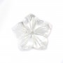 White mother-of-pearl 5 petal flower 12mm x 1pc
