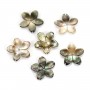 Nacre grise en fleur à 5 pétales 10mm x 1pc