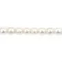 Perle de culture d'eau douce, blanche, olive, 4.5-5mm x 36cm