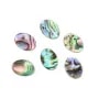 Cabochon Abalone ovale plat 10x14mm x 1pc