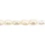 Perle d'eau douce saumon ovale 1.5-2mm x 39cm