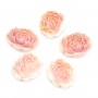 Lumaca rosa fiore intagliato 30x40mm x 1pz