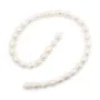 Perles d'eau douce blanches ovale 7x9-8x10mm x 40cm