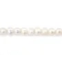 Perles de culture d'eau douce blanche ovale/irrégulière 6-6.5mm x 35cm