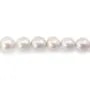 Perlas cultivadas de agua dulce, blancas, semi-redondas, 11-13mm x 40cm